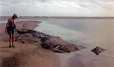 Judy examines a dead whale, Turtle Bay