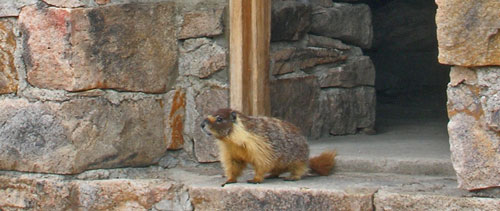 Marmot at Muir Pass Hut