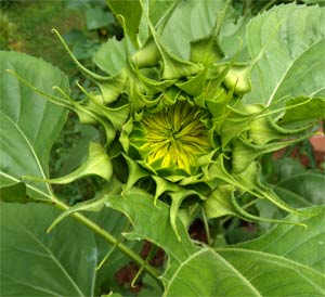 A Sunflower Just Beginning to open, July 14.