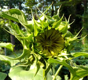 The same sunflower 2 days later, July 16.