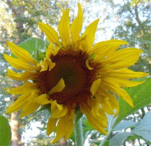 The sterile outer petals are unfolding, early morning July 18.