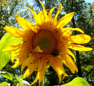 Just a few left to extend, mid afternoon July 18. A bumblebee is pollenating.