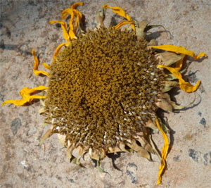 This sunflower has dried near my basement dehumidifier for 3 weeks, and the seeds are tasty.