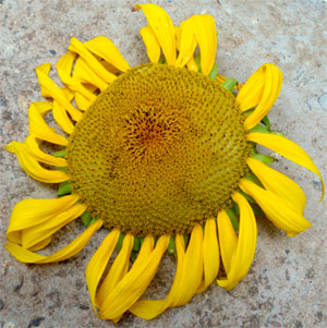 Sunflower as Harvested July 28th