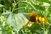 Sunflower Head Drooping July 28th