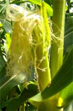 A Corn Ear
