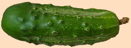 A Cucumber from my garden. Notice the dried blossom on the right.