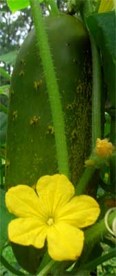A Cucumber and a Cucumber Blossom from my garden