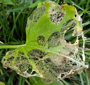 Lady Bug Larvae Damage to a Squash Leaf.