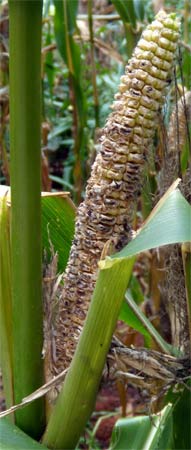 Squirrels have eaten all the kernels of corn ears still out on the plants.