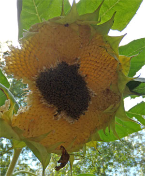 Squirrels have eaten all the seeds of flowers still out on the plants.