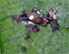 Mystery Crud on the Top of a Cucumber Leaf. 3/16"