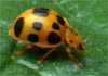 My Adult Yellow Lady Bugs 5/16"