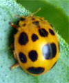 My Adult Yellow Lady Bugs 5/16"