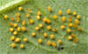 Bottom View of Eggs. 5/8" Across the Patch.