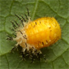 Pupa showing white skin forming 5/16"