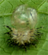Cocoon Abandoned by Adult Ladybug. 1/4"