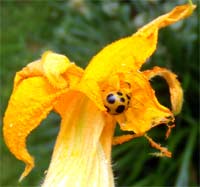 One of my Lady Bugs on a Squash Flower.