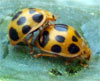 Lady Bugs Mating