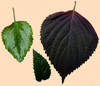 Leaves of 3 species of mint from my garden