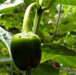 1 inch bell pepper from my Garden