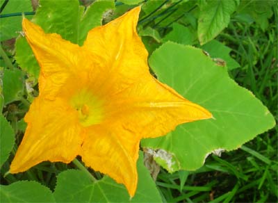 Flower and Leaves of the Crookneck Squash in my Garden