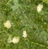 White Dots on the Underside of Damaged Leaves. Egg Casings? 1/16"