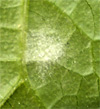 White Smear on the Underside of Leaves. 3/16"