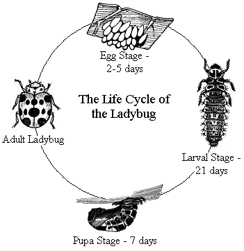 Life cycle of a Lady Bug.