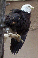 A Bald Eagle. Photo Taken in a Zoo in the southwest.