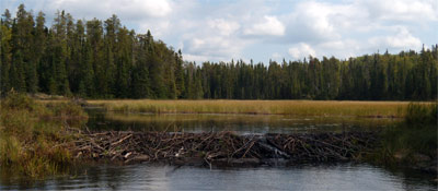 Beaver Dam. The lodge is in the left background, Minnesota