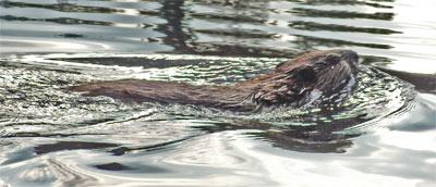 A Beaver Swimming