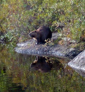 A Beaver on a rock by a lake.