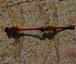 Dragonflies Mating