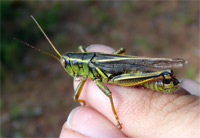 A Grasshopper, Minnesota