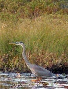 Great Blue Heron, Boundary Waters, Minnesota