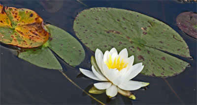 A Lily Flower and Lily Pads. Common in protected waters.