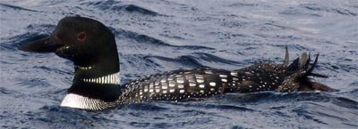 A Loon swimming, Boundary Waters, Minnesota