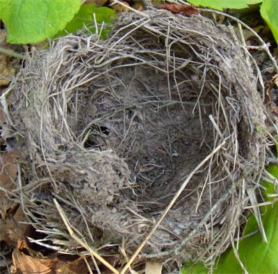 Bird Nest