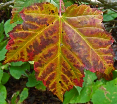 Fall Leaf