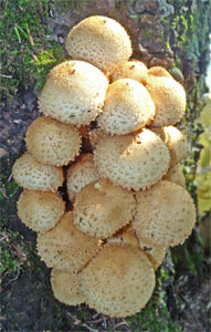 Fungus