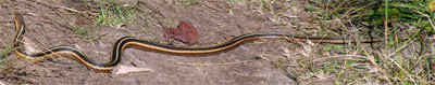 Garter Snake