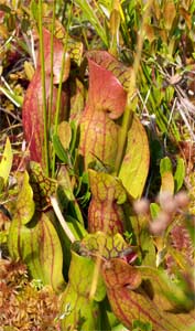 Pitcher Plants