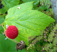 Thimbleberry (edible and tasty, a little more sour than a raspberry)