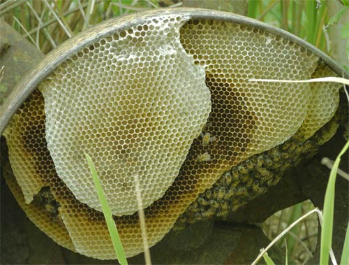 Beehive at Watson's Place, Ten Thousand Islands, Everglades, Florida