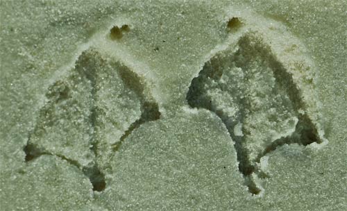 Sea Bird foot print, Ten Thousand Islands, Everglades, Florida