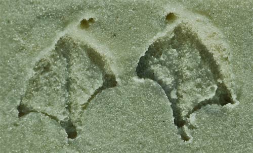 Bird foot print