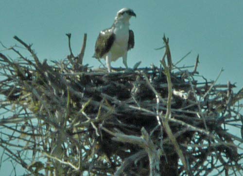 An Osprey on her nest