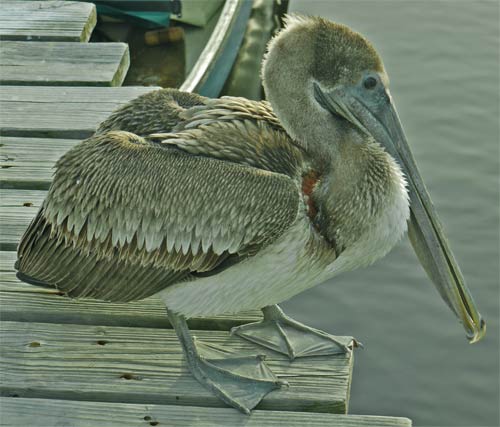 Brown Pelican on the Sweetwater Chickee, Ten Thousand Islands, Everglades, Florida