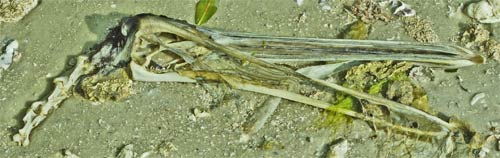 Pelican Skull and Vertebrae, Tiger Key, Ten Thousand Islands, Everglades, Florida